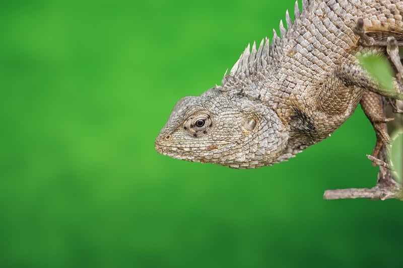 Mythical Reptilian Friends