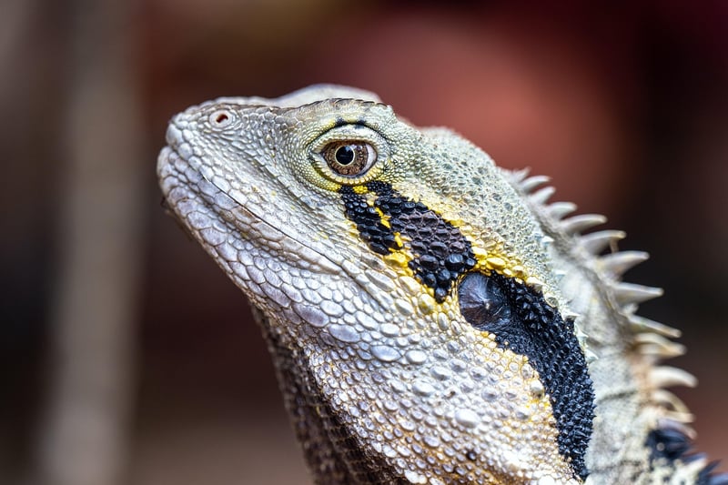 Chinese Dragon