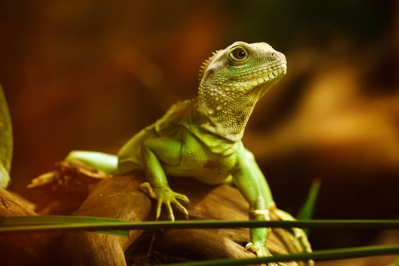 European Dragon