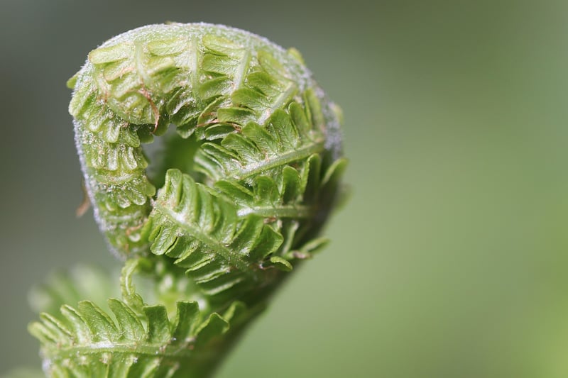 Phoenix Fern