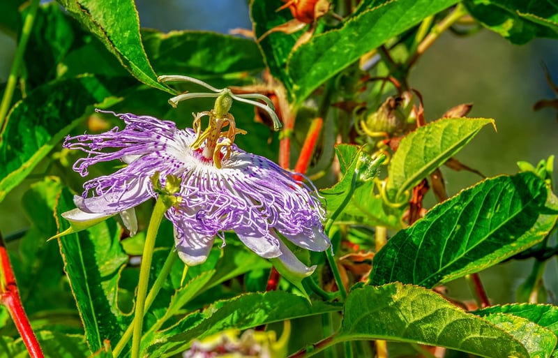 Glowleaf Vine