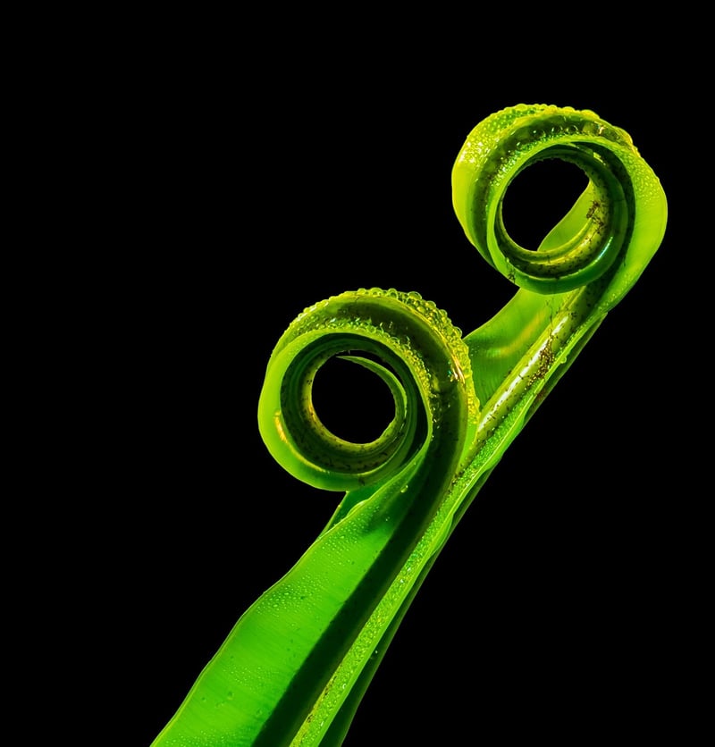 Crystal Fern