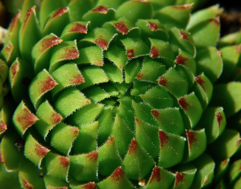 Starlight Succulent