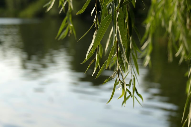 Whispering Willow Tree