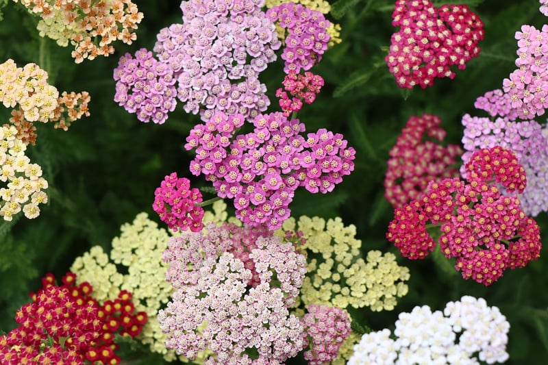 Garden Landscape
